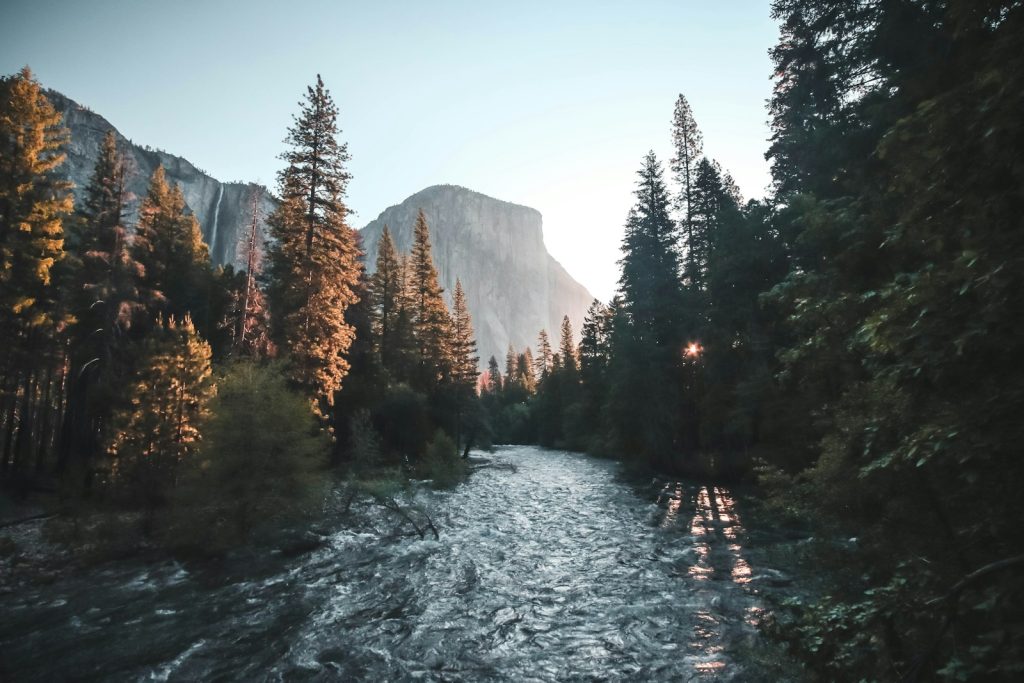 water stream surrounded with green trees