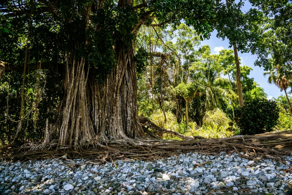 green trees on rocky ground during daytime