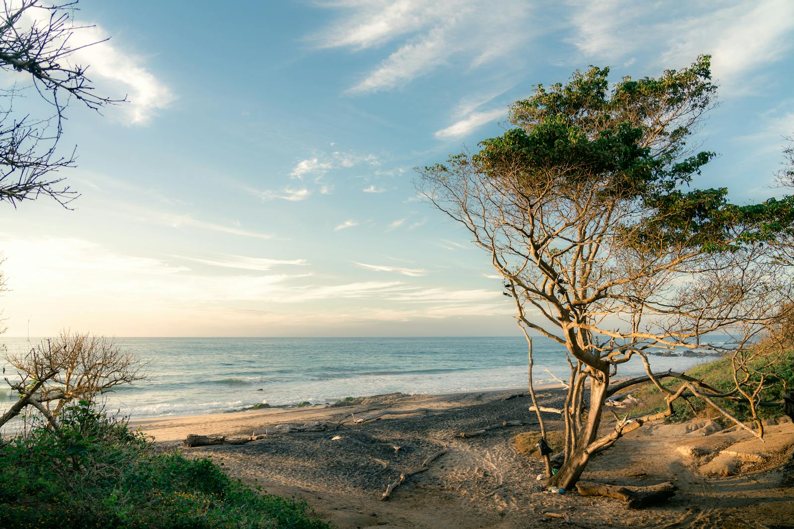 A tree on the beach